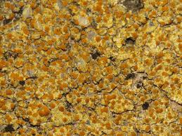 Image result for Ficalhoa