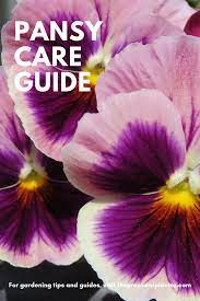 How To Grow And Care For Pansies Tips Varieties Pests And Diseases Pansies Pansies Flowers Flowers Perennials