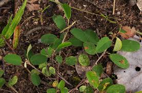 Image result for Grona barbata