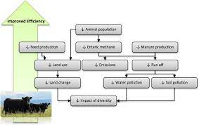 Strategies To Improve The Efficiency Of Beef Cattle Production