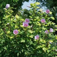 Image result for Hibiscus pusillus