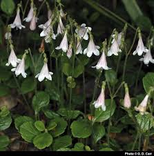 Image result for Sherbournia bignoniiflora