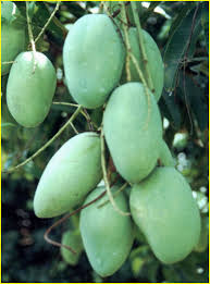 Pin On Fruits