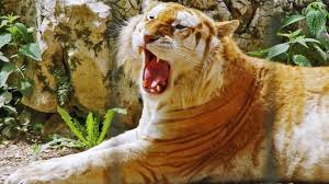Every single known golden tabby tiger alive today constitutes a direct descendant of a mixed breed tiger named tony, via the only one of his. Beautiful Golden Tabby Tiger 8 Pics Izismile Com