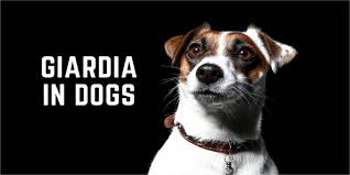 Our model of providing outstanding parent dogs as pets to family friends has been. Giardia In Dogs Here S What Pet Parents Need To Know