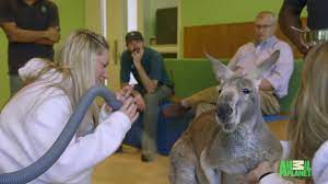 It is one of the largest zoos in the united states by area and is the large. Animal Planet Kangaroo Dave Gets Cryotherapy Facebook