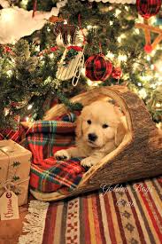 A Very Special Christmas Present Christmas Puppy Christmas Animals Retriever Puppy