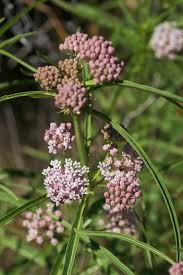 Image result for Asclepias albens
