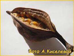 Image result for Sterculia subviolacea