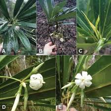 Image result for Empogona cacondensis