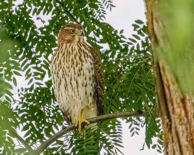 Cooper's Hawk Fact Sheet – HawkWatch International