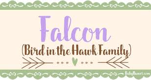 Hey, are you looking for a stylish free fire names & nicknames for your profile? Name Falcon Name Meaning Origin And Popularity Baby Names