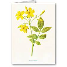 Yellow Jasmine Vintage Botanical Illustration Zazzle Com In 2021 Botanical Illustration Vintage Botanical Illustration Flower Drawing