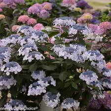 Really wow your neighbors and have a flowering shrub that is one of a kind with this plant. Let S Dance Diva Reblooming Hydrangea Hydrangea Macrophylla Proven Winners