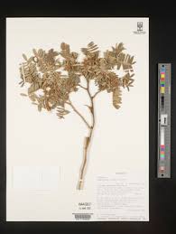 Image result for Tephrosia elata