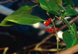 Image result for Psychotria palustris