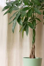 Every 3 to 4 years: How And When To Prune A Money Tree Garden Tabs