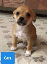 Since that time, the 501(c)(3) nonprofit organization has saved over 6,500+ local dogs from being euthanized. Chihuahua And Pug Mixed Dog For Adoption In Las Vegas Nevada Goldie S Gus In Las Vegas Nevada Dog Adoption Rescue Dogs For Adoption Dogs