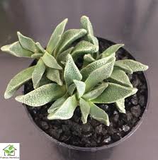 Image result for Nananthus vittatus