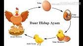 Gambar mewarnai tersebut meliputi mewarnai gambar pemandangan, alam semesta, alat berat, anak. Cara Menggambar Anak Ayam Menetas Youtube