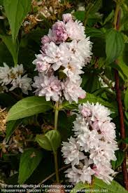 Image result for Deutzia hybrida Pink Pompon