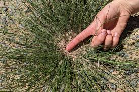 Image result for Stipagrostis uniplumis