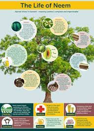 The fruits of a neem tree are smooth; The Life Of Neem Infographic Neem Oil Neem Benefits Neem
