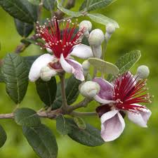 Image result for Feijoa sellowiana