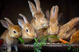Rabbit Life Cycle Free Diagram And Worksheets Mombrite