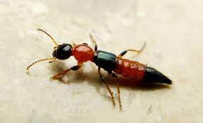 Charlie tidak menggigit dan tidak juga menyengat, namun cecair badannya yang mengandungi toksin amatlah berbisa! Bahaya Semut Charlie Yang Pasti Buatkan Anda Ngeri Membacanya Bidadari My