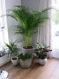 Repaso a los diferentes tipos de plantas para decorar; Begin Is Er Planten In M N Kamer House Plants Decor Plant Decor Indoor Indoor Plants