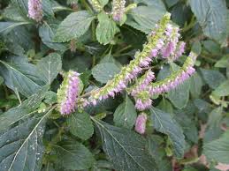 Image result for Aeollanthus pubescens