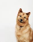 35 Best Medium and Small Dogs for Kids – Top Dog Tips