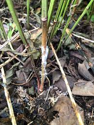 We did not find results for: White Mold Purdue Landscape Report