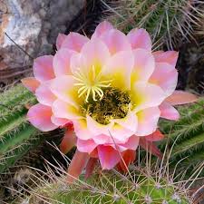 tucson hotels events restaurants things to do planning tucson botanical gardens weird plants cacti and succulents pinterest