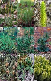 Image result for Lycopodiaceae