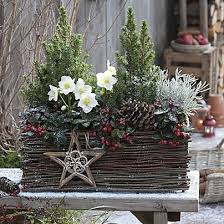 Mein Schoenes Land Bloggt Christrosen Winter Terrasse Weihnachtsdekoration Deko Winter Weihnachten Weihnachtlich Dekorieren