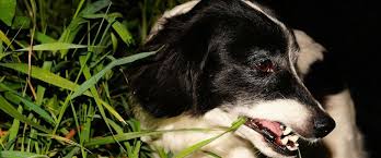 Fresh patch sends hydroponically grown real grass to dogs door. Why Do Dogs Eat Grass