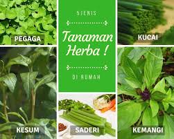 Aroma dan rasanya yang unik dapat menambahkan keenakan masakan dan meningkatkan selera. 28 Impra Tips Suggestions Ideas Plants Suggestion Mosquito Repelling Plants