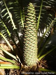 Image result for Encephalartos gratus