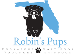 We did not find results for: Home Robins Pups Maltipoo Puppy Maltipoo Puppies