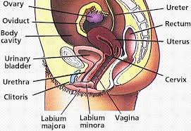The major function of the reproductive system is to ensure survival of the species. The Reproductive System