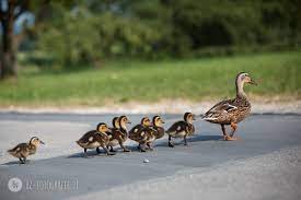 Entschuldigt meine frage, aber ich habe im internet leider keine antwort gefunden. Enten Im Garten Birgit Zimmermann Fotografie