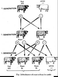 In codominance concept we take example of short horned cattle which again appears as same case white and red cattle produces mosaicism is a thing in genetics but it is mainly unrelated to the concept of dominance as it refers to genetic polymorphism among cells within an organism. Jee Main Jee Advanced Cbse Neet Iit Free Study Packages Test Papers Counselling Ask Experts Studyadda Com