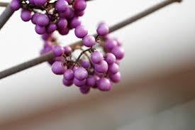 Er blühte fast den ganzen sommer hindurch wunderschön lila. Liebesperlenstrauch Pflanzen Und Pflegen Straucher Garten Garten Bepflanzen Pflanzen