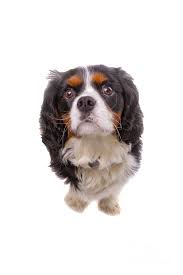 The cavalier king charles spaniel is an energetic and graceful dog, with a brave, playful, and joyful personality. Cavalier King Charles Spaniel Dog On Transparent Background Photograph By Andy Glenn