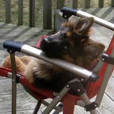 Long Coat German Shepherd Puppy Black German Shepherd Dog German Shepard Puppies German Shepherd Dogs