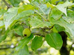 Image result for Pyrus pyrifolia