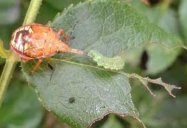 Maybe you would like to learn more about one of these? Predatory Stink Bug Eats Caterpillar What S That Bug