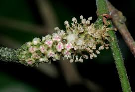 Image result for Bauhinia burrowsii